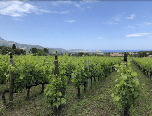 Domaine Camellu